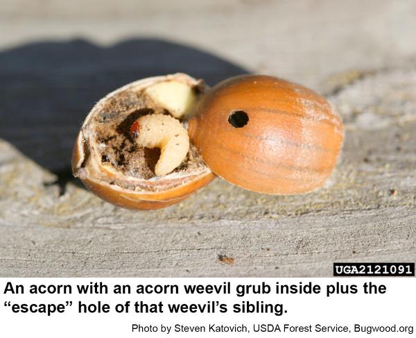 Acorn weevil grub